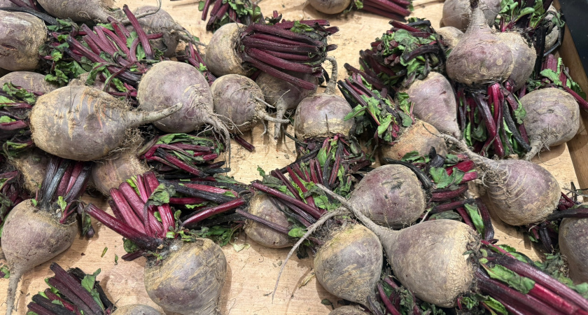 Почему свекла выросла мелкой и невкусной: основные ошибки садоводов