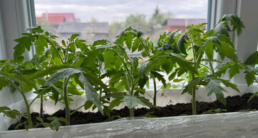Домашний огород на подоконнике: что посадить осенью для свежего урожая