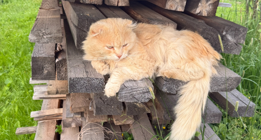 Сделайте это — и кошка будет от вас без ума: 10 шагов к кошачьему счастью