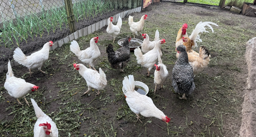Поменял рацион для кур— и яйценоскость удвоилась за 7 дней: личный опыт фермера