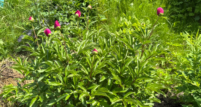 Сажайте пионы в октябре: 1 хитрость для пышного цветения в следующем году