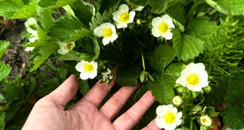 Долгоносик губил 50% урожая, пока я не убрал его в октябре: с тех пор клубника сочная и без химии