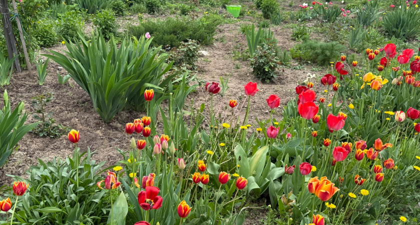 Тюльпаны на отдыхе: 3 несложных способа помочь луковицам дожить до весны