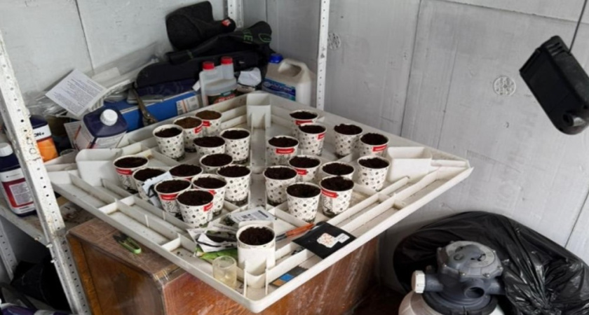 Полицейские задержали 40-летнего воронежца с теплицей запрещённых растений