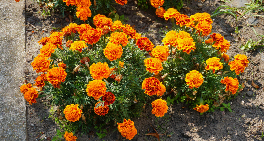 Разложу отцветшие бархатцы в октябре по грядкам. Проволочник покинет участок, а почва оживет к весне