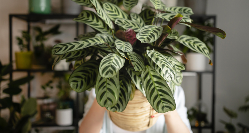 Простые правила ухода за комнатными растениями для пышной зелени