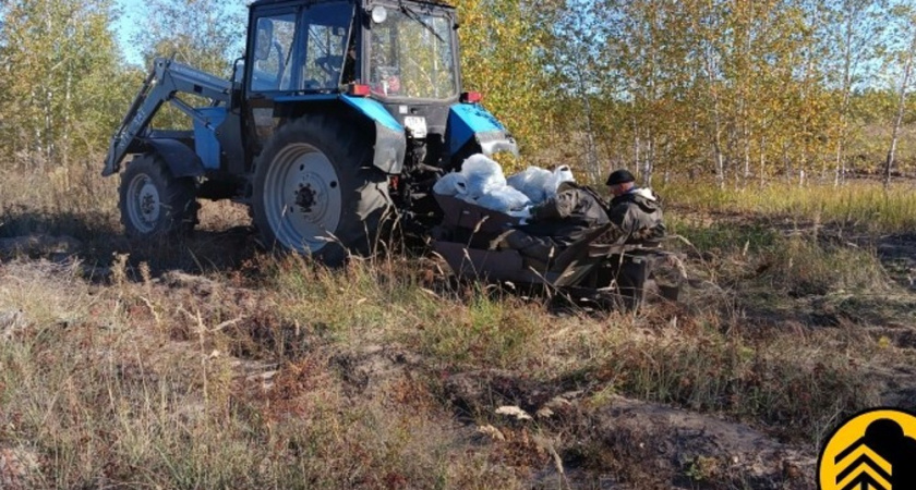 В Воронежской области высадят почти 200 гектаров новых лесов этой осенью