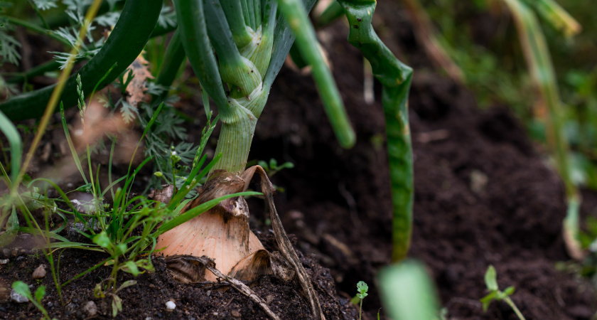 Необычный способ посадки чеснока, который удивил даже бывалых огородников