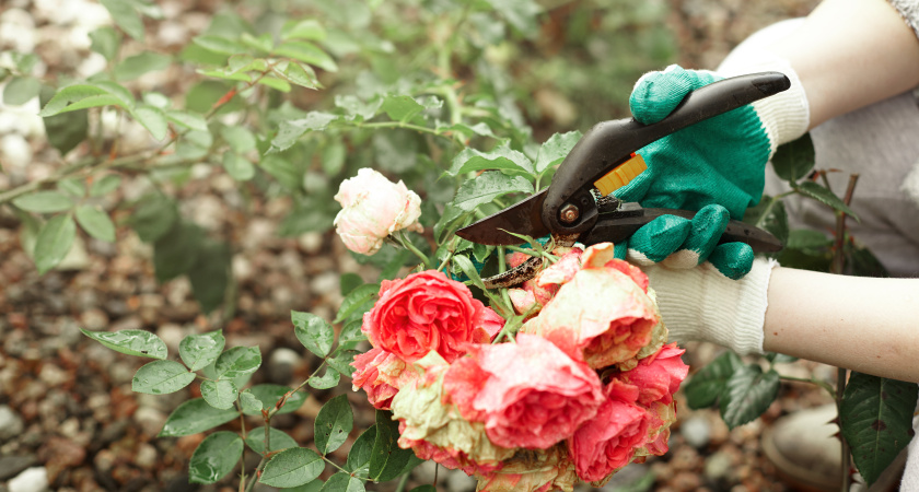 Как укрыть розы на зиму, чтобы они не сгнили: способ, который действительно работает