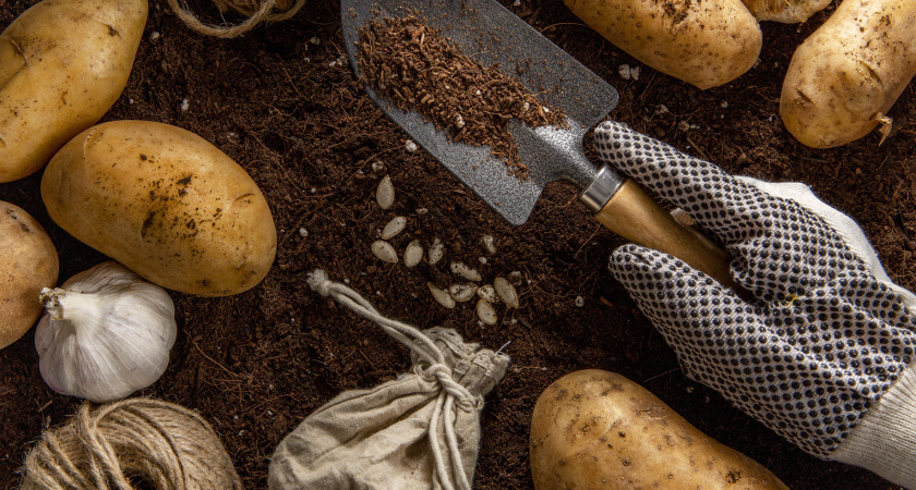 Эти сорта картофеля не подводят: проверенный выбор бывалых дачников