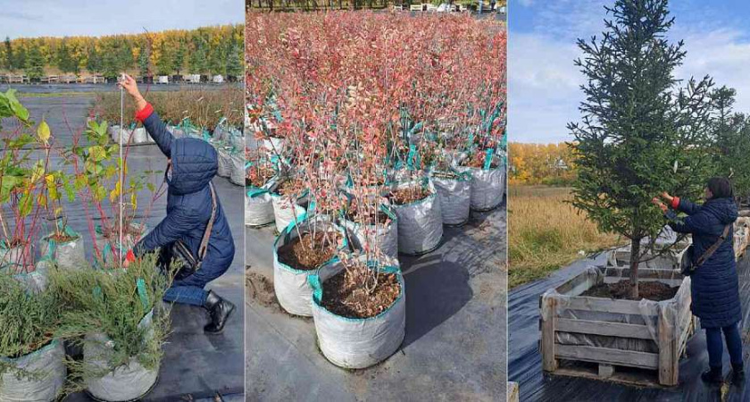 Клены и рябины появятся на 40 улицах Воронежа