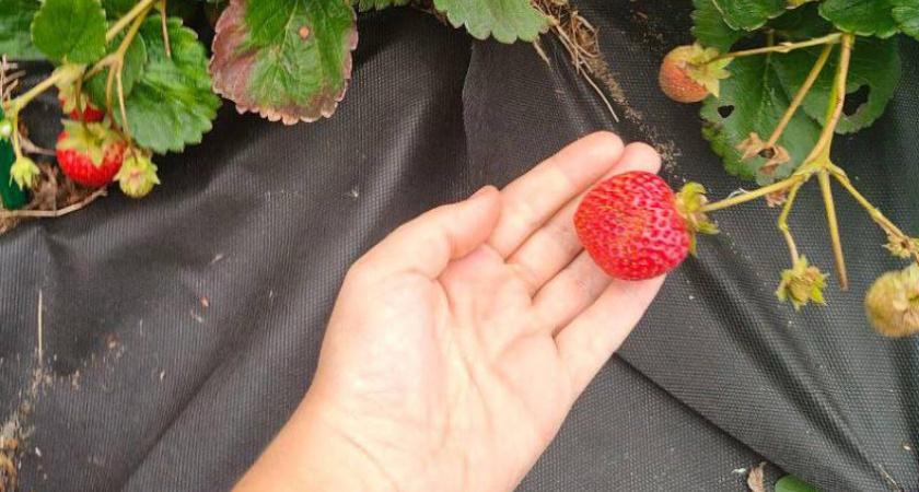 Осенняя клубника удивила жителей Малышево