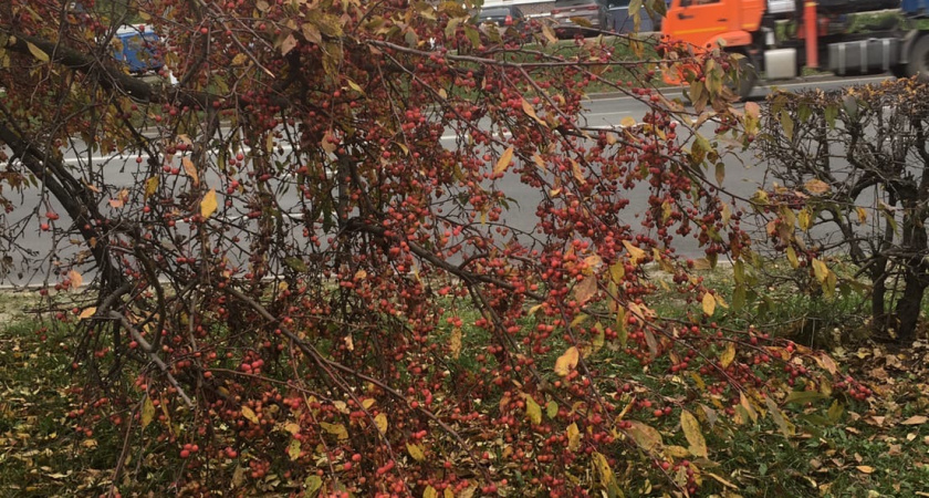 Листья — осеннее золото: как сделать из них бесплатное удобрение для сада – легко и просто