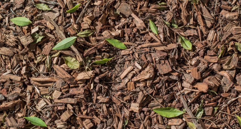 Земля или опилки для роз: какой утеплитель надежнее переживет зиму