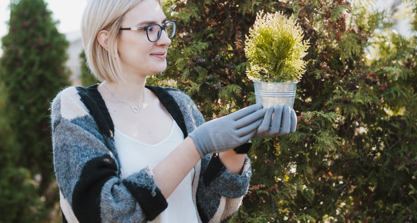 Деревья для маленького участка: скромные размеры и роскошный вид