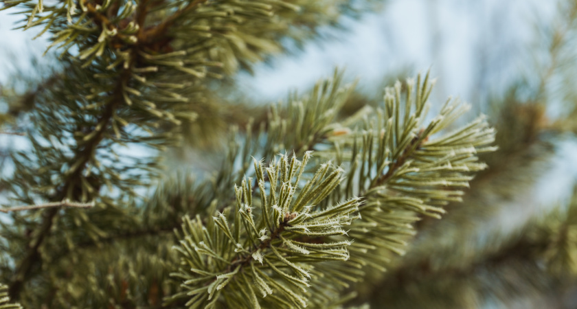 Хвоя против вредителей и для плодородия: как лесные иголки превращаются в помощника для огорода