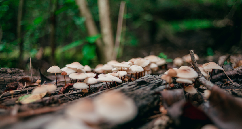 Впервые поехали в лес за грибами в Подмосковье и попали в болото. Что нашли и почему в другой раз больше так не поедем