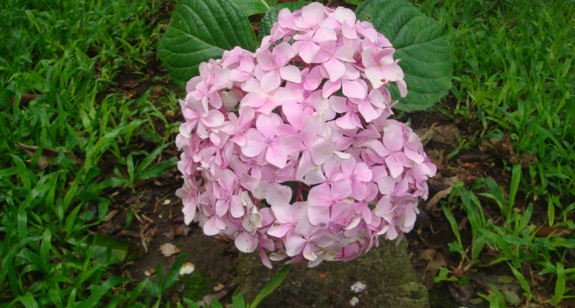 Почему коричневеют соцветия гортензии и как это исправить
