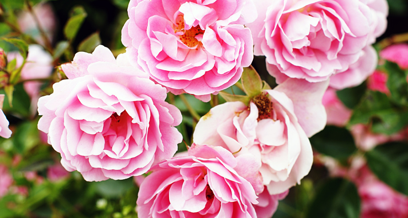 Чем накормить пионы осенью, чтобы весной они порадовали пышным цветением