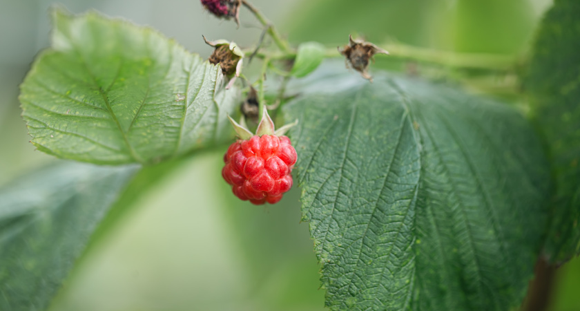 Малина скажет вам спасибо осенью: как получить крупные и сладкие ягоды