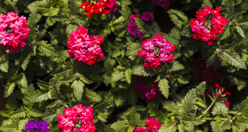 Ваш сад в цвету с весны до осени: неприхотливые многолетники для клумбы