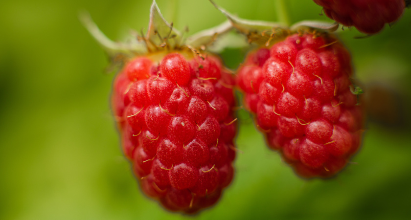 Осенняя малина: что сделать сейчас для ведра ягод в будущем сезоне