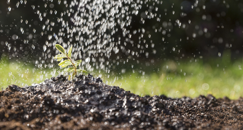 Полив для ленивых: метод, который работает лучше ежедневных хлопот с лейкой