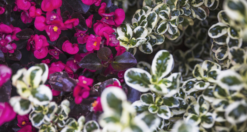 Октябрьские хлопоты для весеннего сада: Многолетники, которые точно взойдут