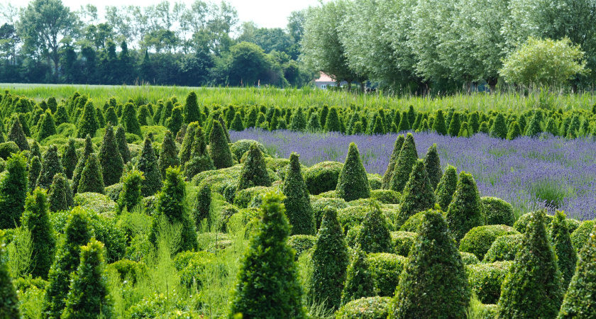 Три компонента для идеальной почвы под тую: формула, которую стоит запомнить