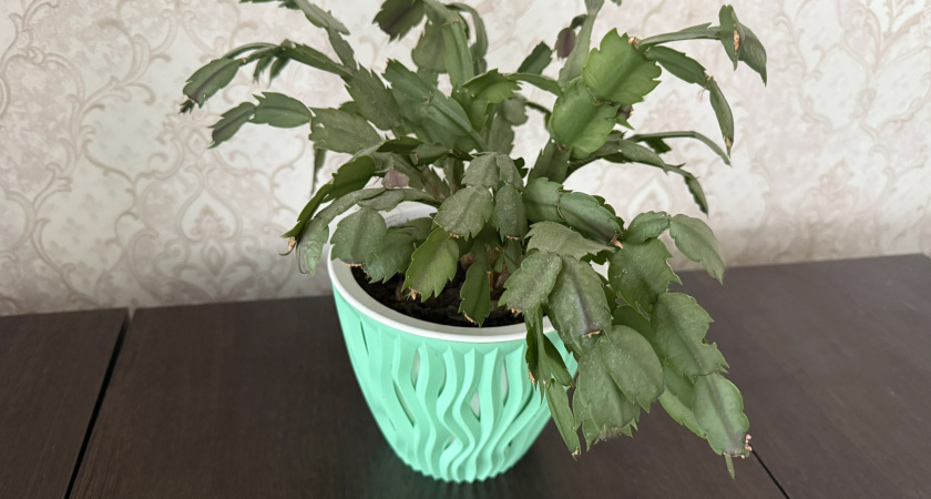 2 мл в горшок — и цветы на декабристе полезут пачками: цвести будет даже в древнем грунте