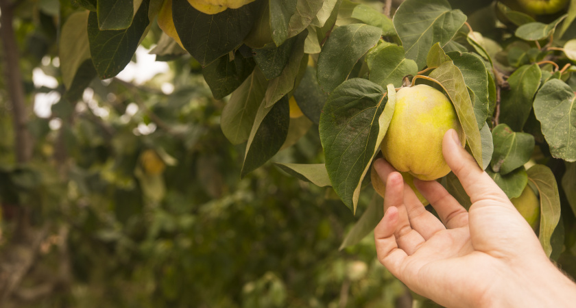 Груши, которые не подведут: проверенные сорта для сурового климата