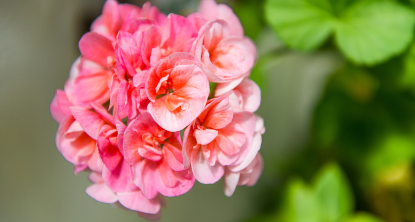 Пеларгония растет как на дрожжах: четыре шага к идеальным цветам