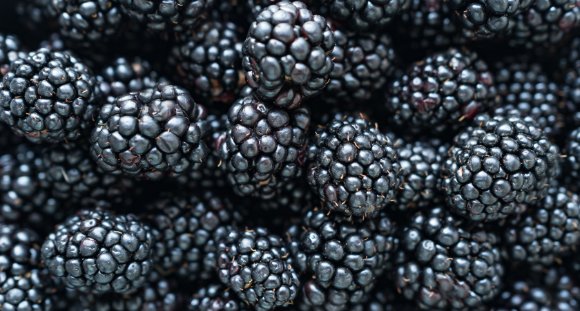 Ежевика не успевает созреть? Главная причина и осеннее спасение куста