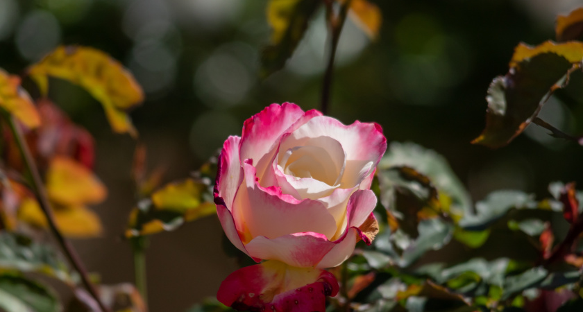 Готовлю розы к морозам без обрезки листьев. Результат удивляет каждую весну