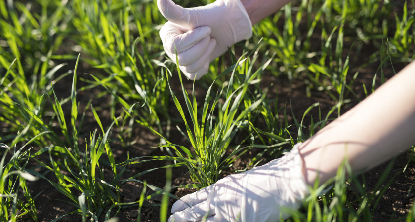 Знакомые незнакомцы: обычные сорняки, которые можно есть