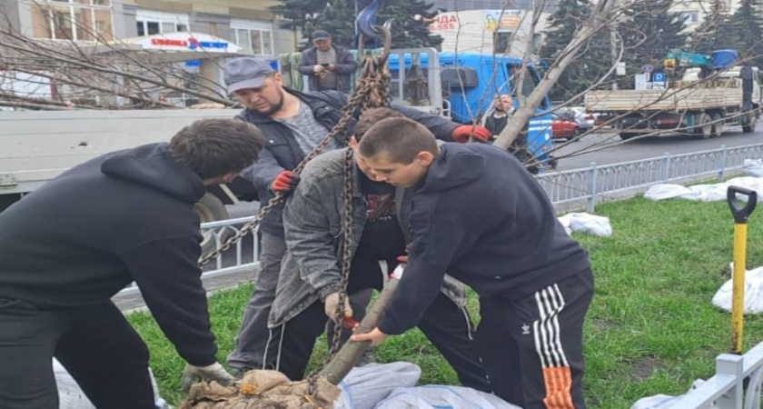 В Воронеже началась высадка деревьев и кустарников в рамках осеннего благоустройства