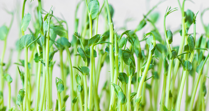 Домашняя грядка на окне: как круглый год собирать урожай свежего гороха