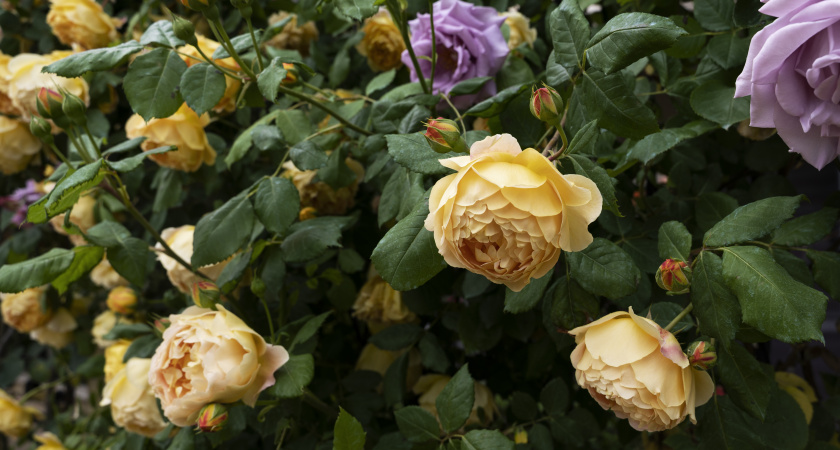 Осенние черенки роз: как из обрезков получить тысячи рублей экономии