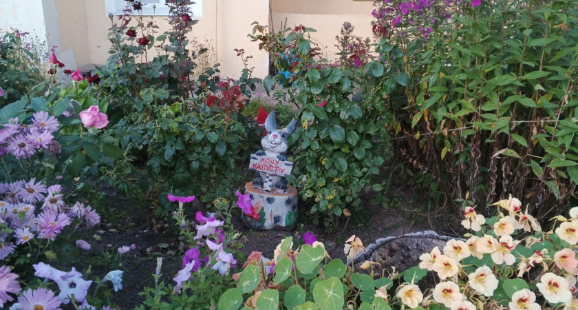 12 очаровательных цветов, которые сеют прямо в грунт: украсят дачу без хлопот с рассадой