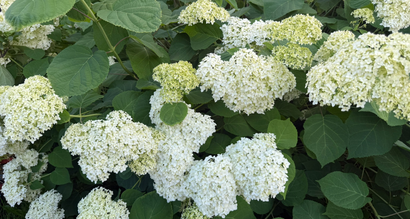 Осенняя обрезка гортензий для пышного цветения: главные секреты