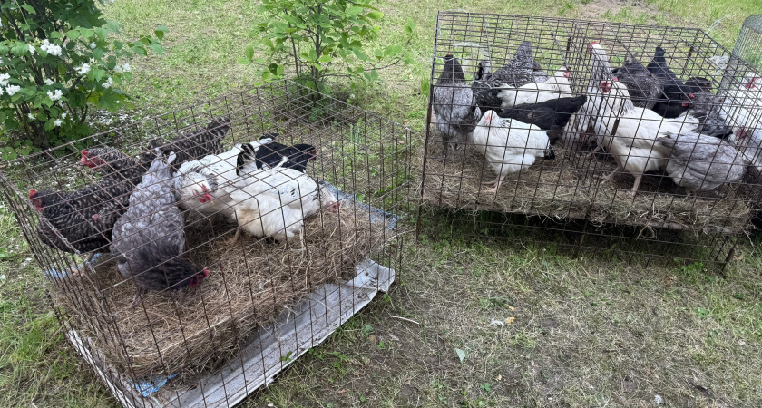 Зимняя замена траве для кур — и в курятнике яиц тьма: несутся наперебой как летом