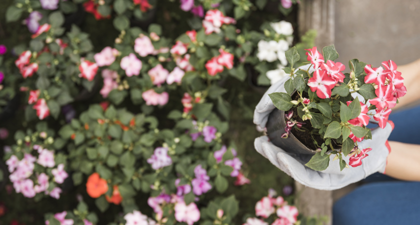 Создаем цветник мечты: простые советы для начинающих