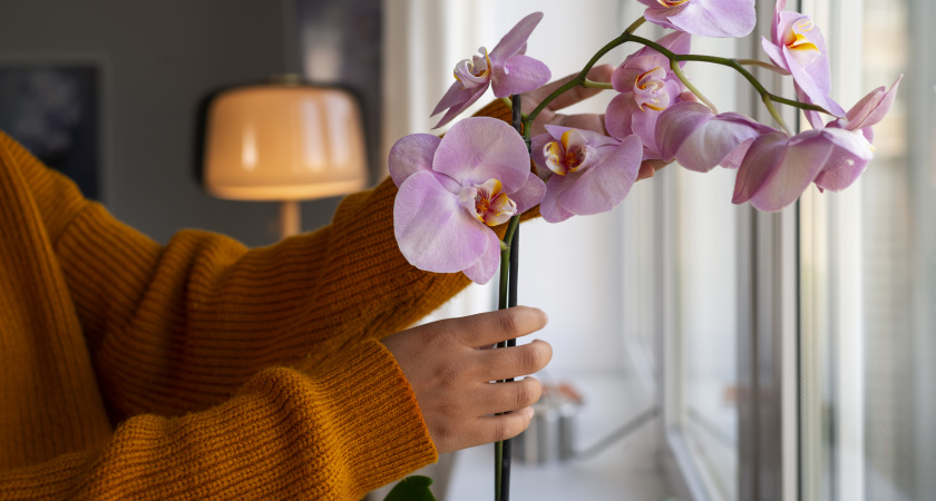 С этой доступной добавкой орхидея выдает невероятное цветение