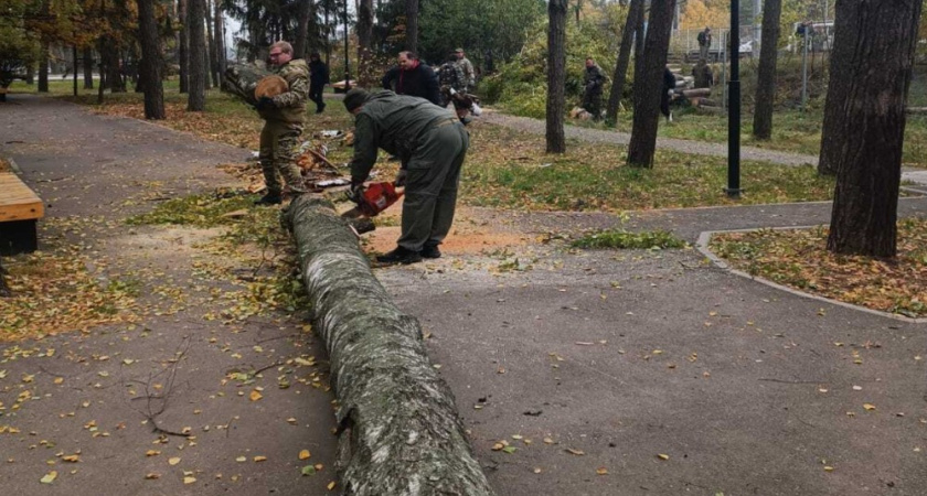 В Воронеже спилили 54 аварийных дерева возле Олимпика и областной больницы