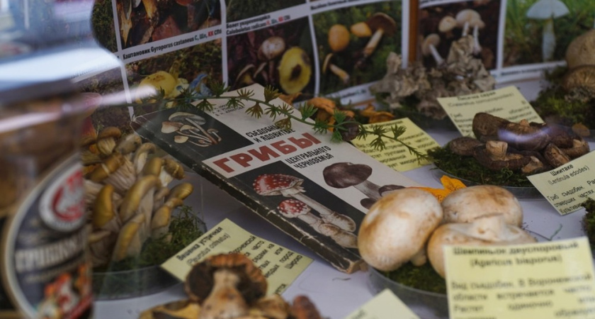 В Воронеже открылась бесплатная выставка «Планета грибов 2025»