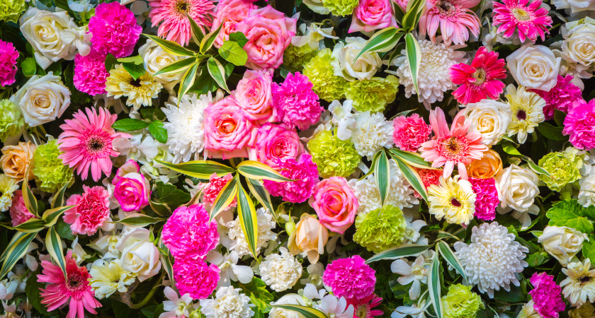 Цветник без хлопот: 12 растений, которые сеют прямо в грунт