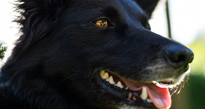 Собака покусала жительницу Нововоронежа на улице Советской