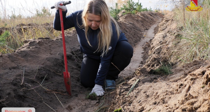 На Кожевенном кордоне под Воронежем высадили 23 тысячи молодых сосен