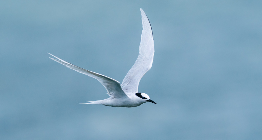 Полет ценой себя: шокирующая стратегия птиц-рекордсменов