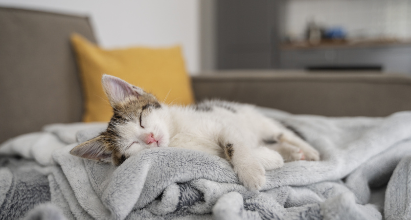 Почему кошка всегда ложится на ваше место?